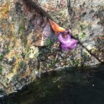 Starfish on Eagle Island, Alaska