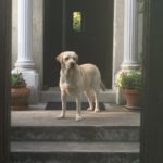 Picture of Winnie the dog