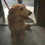Picture of Fatso