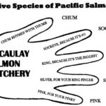 five kinds of salmon