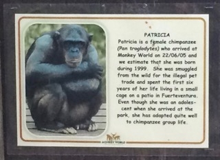 Photo of Patricia the chimp
