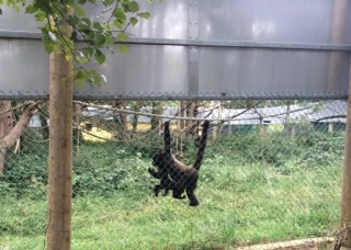 Mom and baby monkey