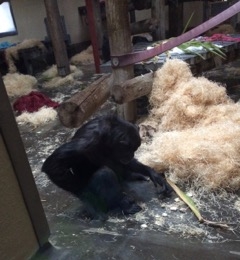 Monkey behind glass